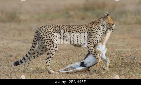 Cheetah (Acinonyx jubatus) femelle trachée femelle morte de la gazelle de Thomson (Eudorcas thomsonii) Lac Ndutu Tanzanie Banque D'Images