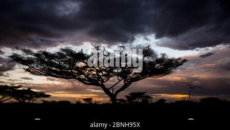 Umbrella Thorn Tree (Vachellia tortilis) au crépuscule, le lac Ndutu Tanzanie Banque D'Images