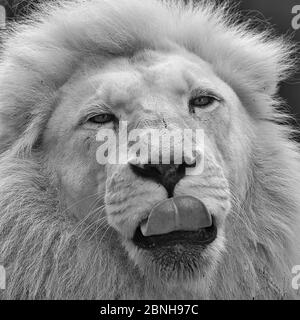 Portrait en gros plan d'un lion mâle blanc léchant son nez, capturé en noir et blanc. Banque D'Images