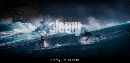 Les grands dauphins (Tursiops truncatus) marsouinage en vagues, Port St Johns, Afrique du Sud Banque D'Images