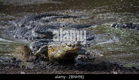 Crocodile du Nil (Crocodylus niloticus) laissant un petit étang boueux contenant beaucoup d'autres crocodiles, s'échappant de la frénésie alimentaire, le Grand Kruger National Banque D'Images