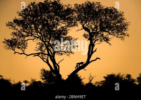 Léopard (Panthera pardus) avec tueur d'impala (Aepyceros melampus melampus) silhouetté dans l'arbre au coucher du soleil, Parc national du Grand Kruger, Afrique du Sud Banque D'Images