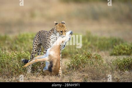 Cheetah (Acinonyx jubatus) femelle transportant la gazelle (Eudorcas thomsonii) de Thomson, femelle morte, elle vient de prendre, le lac Ndutu Tanzanie. Banque D'Images