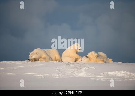 Ours polaire (Ursus maritimus) truie au repos avec deux petits jouant, Bernard Spit, 1002 Area, Arctic National Wildlife refuge, North Slope, Alaska, USA, OC Banque D'Images