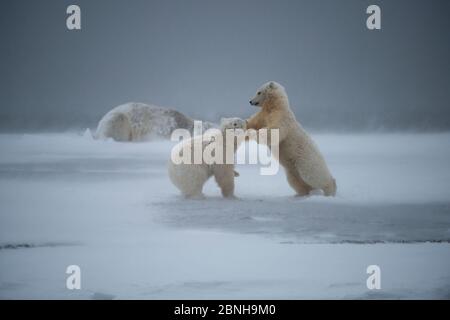 Deux ours polaires (Ursus maritimus) jouent à la lutte, avec la mère au loin, 1002 Area, Arctic National Wildlife refuge, North Slope, Alaska, Banque D'Images