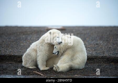 Deux petits ours polaires (Ursus maritimus), zone 1002, Réserve faunique nationale de l'Arctique, versant nord, Alaska, États-Unis, octobre. Espèces vulnérables. Banque D'Images