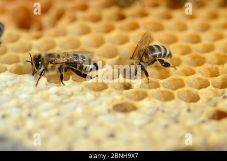 Les abeilles domestiques européennes (APIs mellifera) mettent le miel dans les cellules de stockage en peigne dans la ruche. Lorraine, France. Août. Banque D'Images