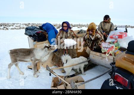 Le renne PET 'akva' (Rangifer tarandus) avec les éleveurs de Nenet se préparant à la migration printanière. Yar-sale district, Yamal, Sibérie du Nord-Ouest, Russie. A Banque D'Images