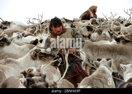 Sergueï Chorolya, Nenet herder sélection de la dépouille de renne (Rangifer tarandus) du corral. Yar-sale district, Yamal, Sibérie du Nord-Ouest, Russie. Avril Banque D'Images