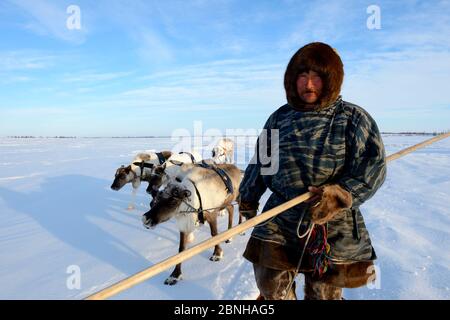 Sergueï Chorolya, Nenet herder le renne de tête (Rangifer tarandus) se couche sur la migration printanière à travers la toundra. Yar-sale district, Yamal, Siber du Nord-Ouest Banque D'Images