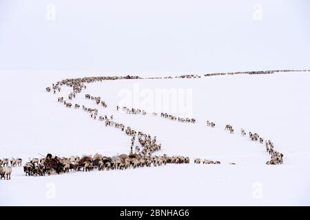 Les bergers de Nenet voyagent en traîneau de renne (Rangifer tarandus) sur la migration printanière à travers la toundra. Yar-sale district, Yamal, Sibérie du Nord-Ouest, Russie. Apri Banque D'Images