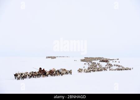 Les bergers de Nenet voyagent par Reinner (Rangifer tarandus) sur la migration printanière à travers la toundra. District de Yar-sale, Yamal, Sibérie du Nord-Ouest, Russie, avril 20 Banque D'Images