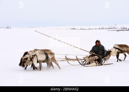 Sergueï Chorolya, le herder de Nenet conduit le traîneau de renne (Rangifer tarandus) sur la migration printanière à travers la toundra. Yar-sale district, Yamal, Sibérie du Nord-Ouest Banque D'Images