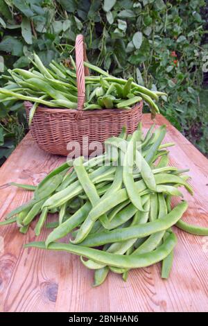 Haricots blancs recueillis dans la zone de légumes du jardin. Banque D'Images