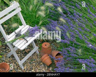 La lavande borde 'variété Hidcote' avec chaise et pots en terre cuite, et Grass (Pennisetum villosum) Norfolk, Angleterre, Royaume-Uni, août. Banque D'Images