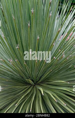 Grande cuillère de désert (Dasylirion acrotrichum) poussant dans le jardin. Banque D'Images