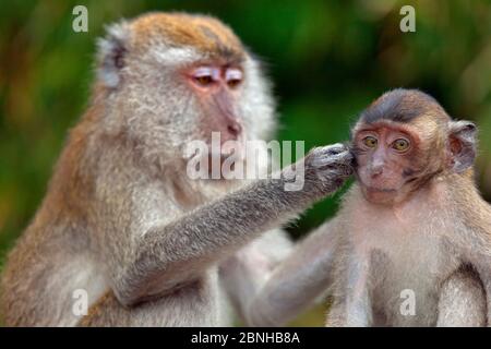 Macaque mangeant du crabe (Macaca fasdicularis), toilettage, Thaïlande du Sud. Banque D'Images