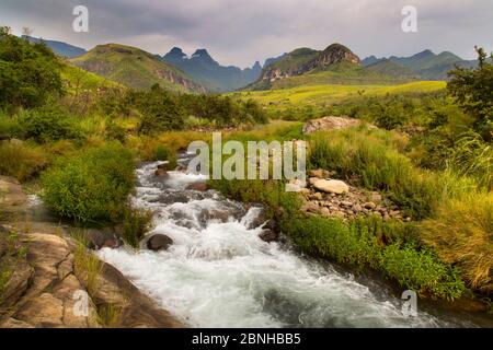 Cours d'eau près de Cathedral Peak, Drakensberg, Kwazulu-Natal, Afrique du Sud, janvier 2016. Banque D'Images