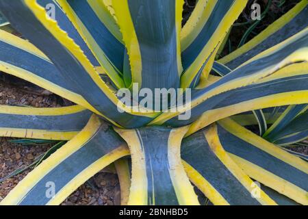 Plante Century (Agave americana variegata) vue rapprochée de plante cultivée originaire du Mexique. Banque D'Images