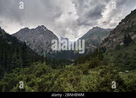 Paysage de forêt vallée avec montagnes rocheuses une rivière au ciel nuageux dans le parc national de Karakol, Kirghizistan Banque D'Images