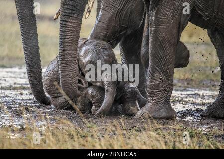 Éléphant d'Afrique (Loxodonta africana) veau dans la boue en pluie Maasai Mara, Kenya, Afrique Banque D'Images