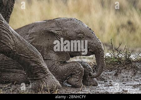 Éléphant d'Afrique (Loxodonta africana) veau sous la pluie, en laisse dans la boue. Maasai Mara, Kenya, Afrique. Septembre. Banque D'Images