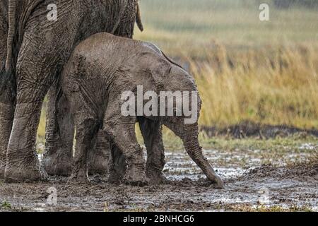 Éléphant d'Afrique (Loxodonta africana) veau dans la boue sous la pluie. Maasai Mara, Kenya, Afrique. Septembre. Banque D'Images