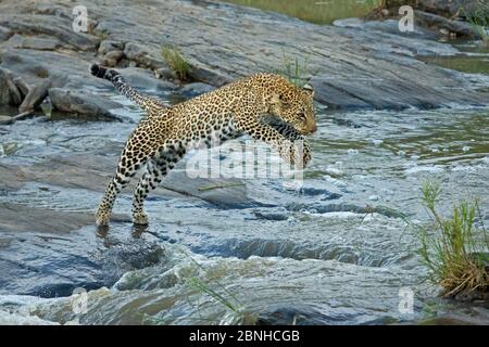 Léopard africain (Panthera pardus) sautant à travers la rivière Maasai Mara, Kenya, Afrique. Août. Banque D'Images
