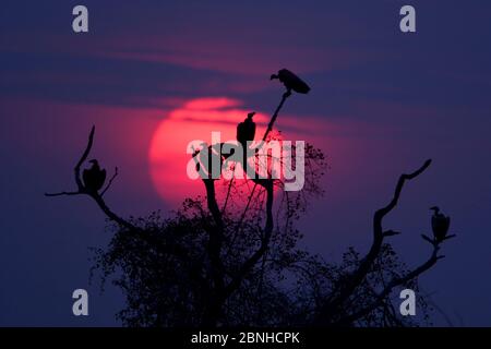 Vulture à dos blanc (Gyps africanus) dans un arbre à SunsetSouth Luangwa, Zambie, Afrique. Octobre. Banque D'Images