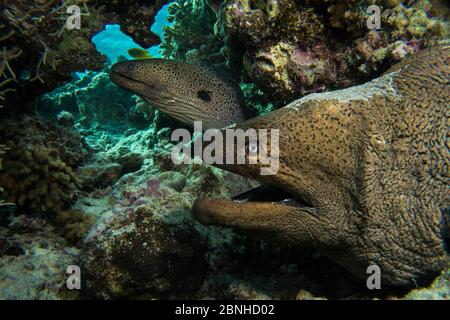 Paire d'anguilles géantes (Gymnothorax javanicus) dans une grotte, l'île de Gubal, au nord de la mer Rouge. Banque D'Images