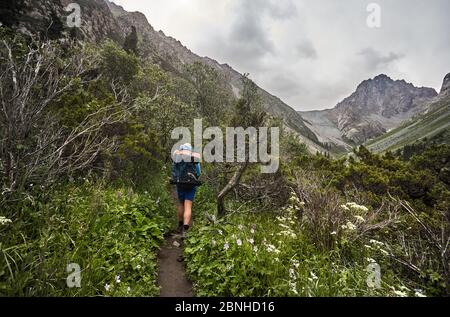 Tourisme avec grand sac à dos est sur le sentier forestier dans la vallée de montagne du parc national de Karakol, Kirghizistan Banque D'Images