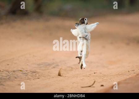 Mère de Verreaux (Propithecus verreauxi) avec danse infantile en plein air, réserve privée de Berenty, Madagascar. Banque D'Images