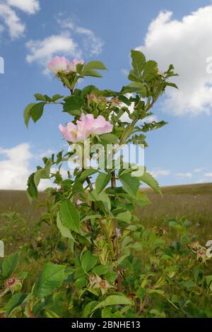 Rose chien (Rosa canina) floraison sur le plateau de Piva, près de Tssa, Monténégro, juillet. Banque D'Images