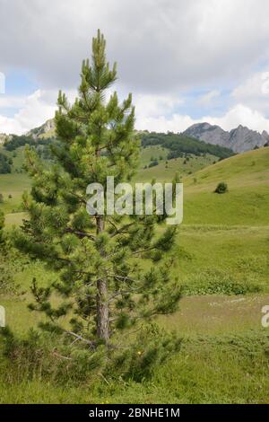 Jeune pin noir / pin autrichien (Pinus nigra) croissant dans les prairies alpines du parc national de Sutjeska, avec la chaîne de montagnes de Zelengora, fond, Bos Banque D'Images
