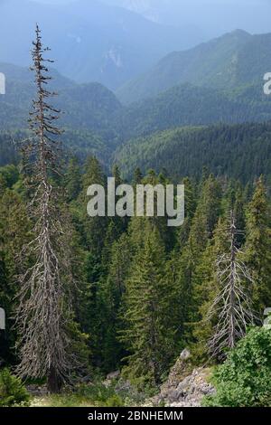 Paysage de forêt vierge Perucica, l'une des rares forêts tropicales, le Parc National de Sutjeska, Bosnie-Herzégovine, juillet 2014. Banque D'Images