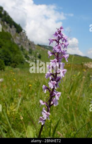 Orchidée parfumée (Gymnadenia conopsea) floraison dans les prairies alpines, chaîne de montagnes de Zelengora, Parc national de Sutjeska, Bosnie-Herzégovine, juillet. Banque D'Images