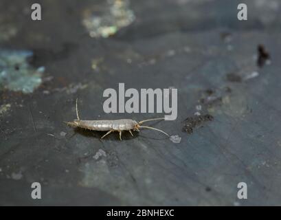 Silverfish (Lepisma saccharina) sur la surface de granit de la cuisine, Sussex UK Banque D'Images