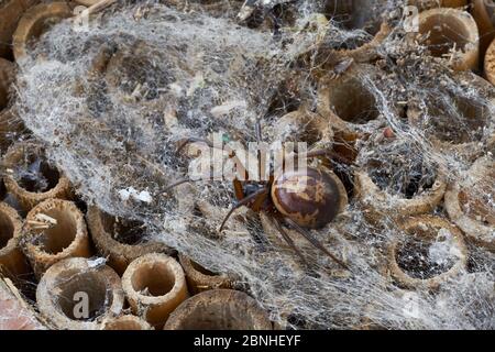 Fausse araignée noire de veuve (Steatoda nobilis) l'araignée la plus toxique trouvée en Grande-Bretagne - importée dans le pays, probablement des îles Canaries, Sussex Banque D'Images