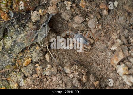 Scorpion (Buthus occitanus) à l'entrée de la terrier sous la pierre, Exremadura, Espagne Banque D'Images