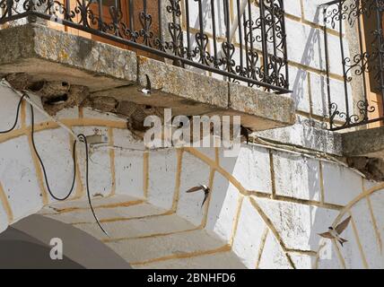 Maison martins (Delichon urbicum) au site commun de nidification sous le balcon de la maison, Estrémadure, Espagne, avril Banque D'Images