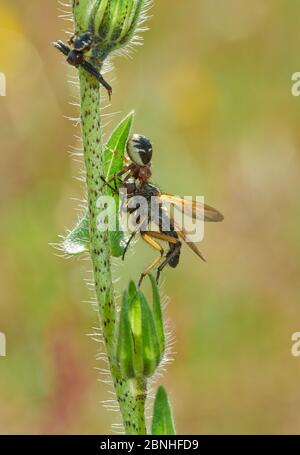 Crabes araignées (Synema globosum) femelles se nourrissant sur la mouche de Robber (Asilidaea) mâle ci-dessus, Exremadura, Espagne Banque D'Images