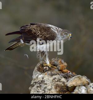 Aquila fasciata (Aquila fasciata) se nourrissant de la perdrix à pattes rouges (Alectoris rufa) Catalogne, Espagne, février Banque D'Images