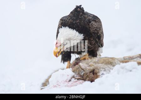 Aigle à tête blanche (Haliaeetus leucocephalus) se nourrissant de la mort routière du cerf de Mule dans la neige d'hiver, comté d'Okanogan, Washington, États-Unis Banque D'Images