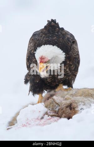 Aigle à tête blanche (Haliaeetus leucocephalus) se nourrissant de la mort routière du cerf de Mule dans la neige d'hiver, comté d'Okanogan, Washington, États-Unis Banque D'Images