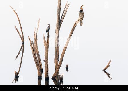 Les dards (Anhinga melanogaster) et les petits cormorans (Phalacrocorax niger), assis sur un arbre mort dans un lac, parc national de Ranthambore, Rajasthan, Ind Banque D'Images