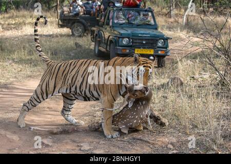 Tigre du Bengale (Panthera tigris) traînant une mort d'un mâle Chital (axe de l'axe) à travers la voie devant la jeep touristique, Parc national de Ranthambore, Rajastha Banque D'Images