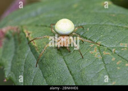 Araignée à pieds en peigne (Enoplognatha ovata) Brockley, Lewisham, Londres, Royaume-Uni. Juillet. Banque D'Images