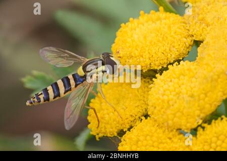 Hoverfly (Sphaerophoria scripta) se nourrissant de Tansy (Tanaceum vulgare) Brockley, Lewisham, Londres, Royaume-Uni août Banque D'Images