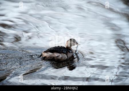 Petit Grebe (Tachybactus ruficollis) sur l'eau avec le mulet gris juvénile (Chelon labrosus). Bangor, Gwynedd, pays de Galles. Décembre.