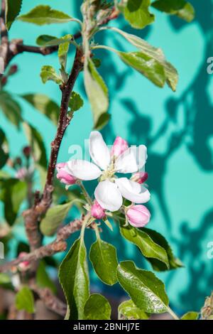 Fleur de pomme et arbre contre le mur vert Banque D'Images